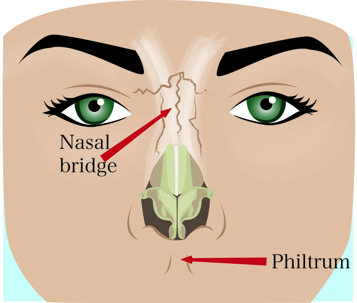 female facial anatomy photo