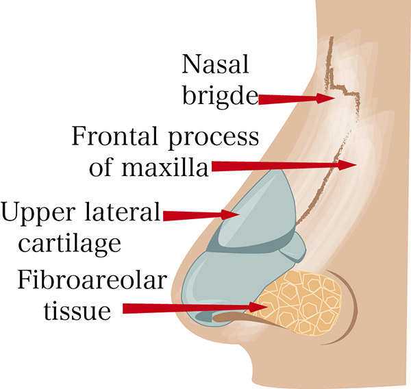 rhinoplasty for nasal reconstruction photo