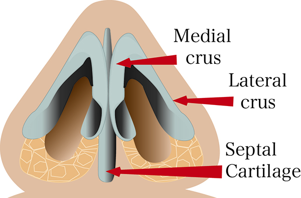 anatomy of the nostrils photo