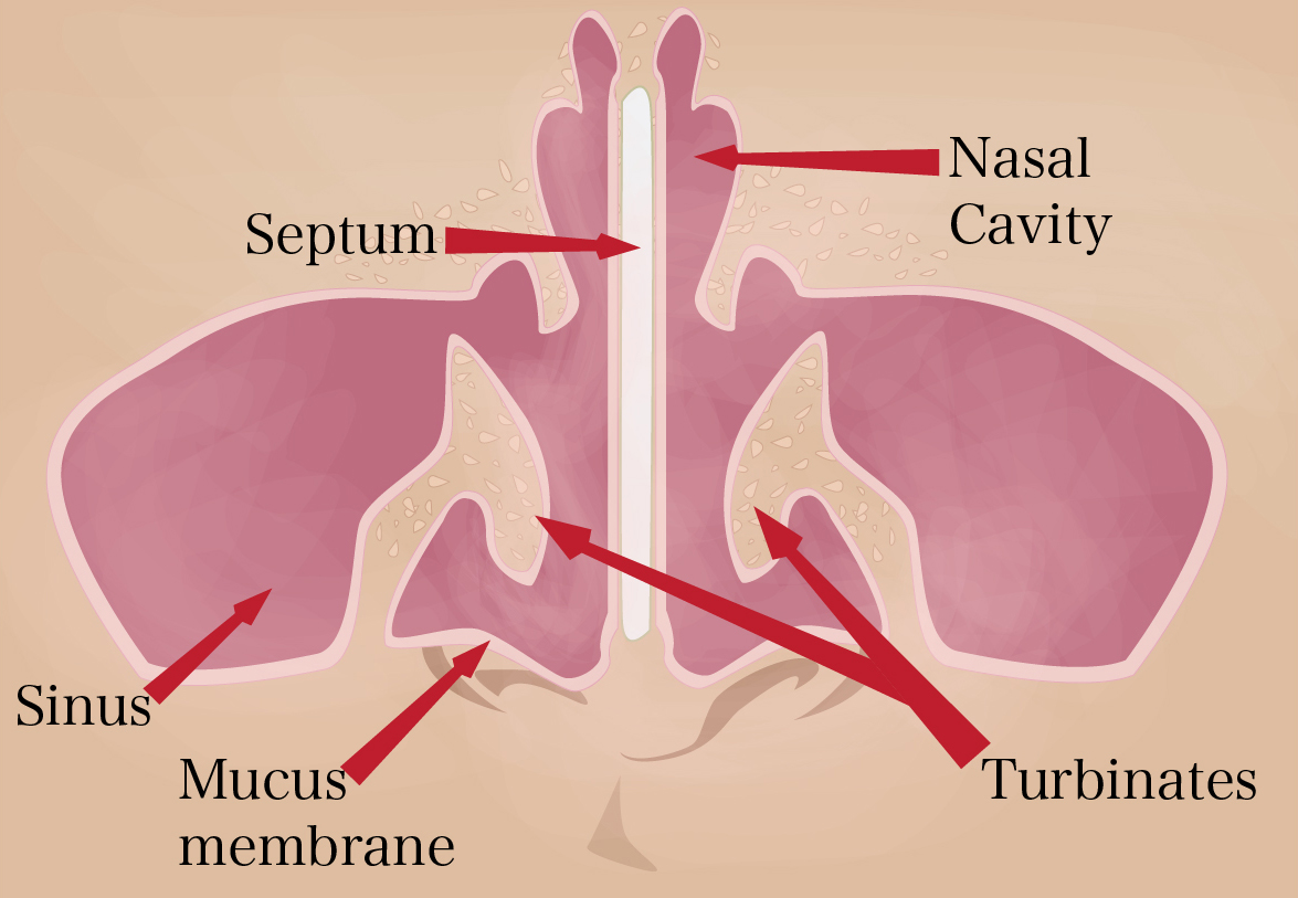 photo of frontal view, anatomy of the nose