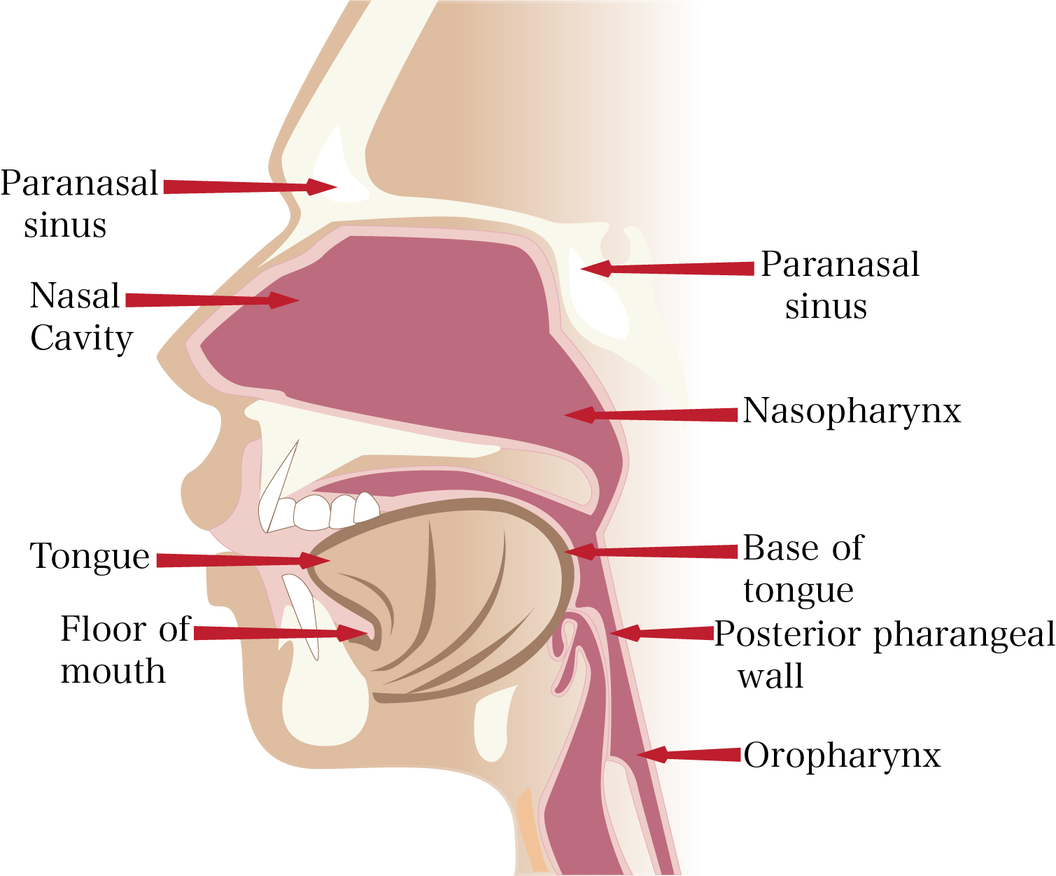 human nose bone anatomy