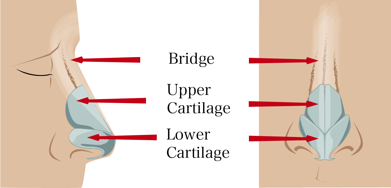 determinants for the shape of the nose - photo