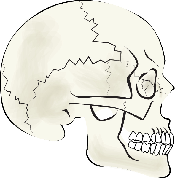 internal structure of the nose - photo